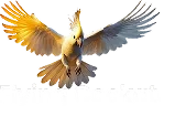 Finance & Mortgage Brokers Sydney | Flying Cockatoo Financial